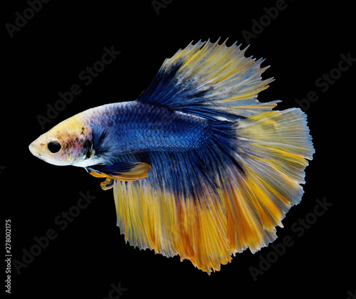 Dark blue and yellow  betta fish are fighting, Siamese fighting fish, Betta fish on black background © Tu.kc