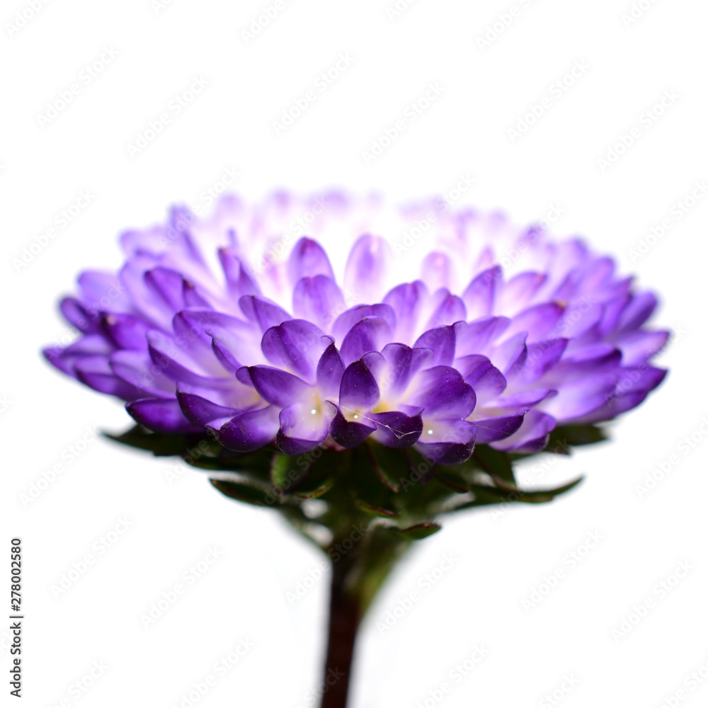 紫色のアスター 花イメージ素材 白背景 Stock Photo Adobe Stock