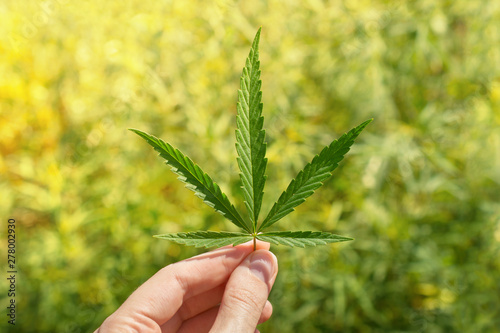 Single hemp or cannabis leaf in hand