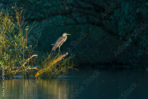 Grey heron standing on a piece of wood in the sunlight