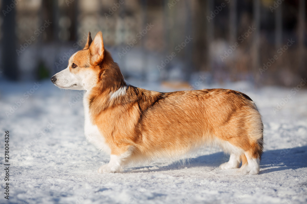 welsh corgi dog in winter