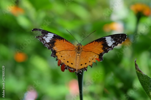 Close up only one orange butterfly on an orange flower in an outdoor flower garden. © Phanuphong