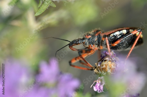 Rhynocoris is a genus of assassin bug, family (Reduviidae), in the subfamily Harpactorinae, Greece © ASakoulis