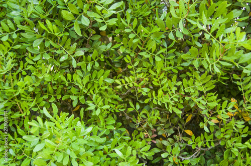  green wild plant texture © Daniel