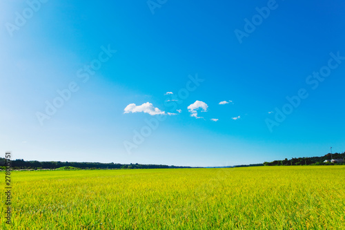 秋の稲田と青空 photo