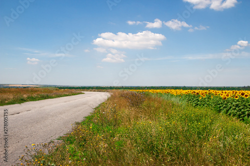 Rural landscape of empty road near sunflower field at summer sunny day