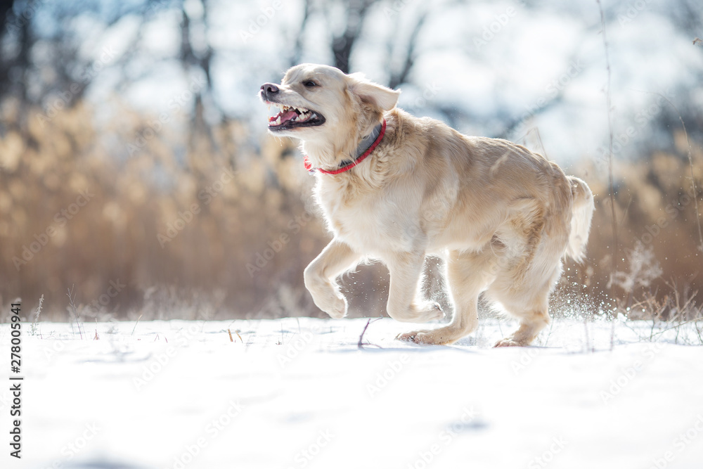golden retriever dog in winter