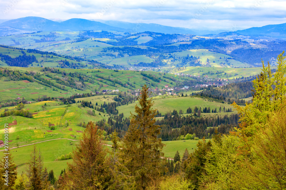 The tops of the pines are dotted with young cones, the view of the spring Carpathians from the height of the mountain lift. Mountain landscape, coniferous forests.