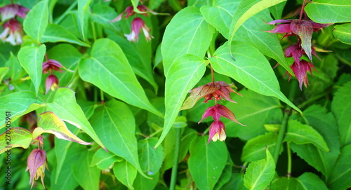 Himalayan honeysuckle showy and bright flowers and  green foliage. Other names Leycesteria formosa, Flowering nutmeg, Himalaya nutmeg or Pheasant berry. Native to the Himalaya and southwestern China.