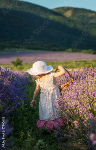 Lavender girl / Rear view of a child harvesting lavender, holding a basket in a fully blossomed lavender field