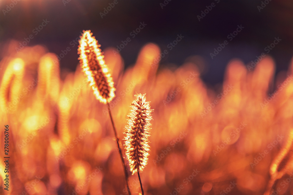 Field of spikelets at the sunset, natural background, close up Field of spikelets at the sunset, natural background, close up