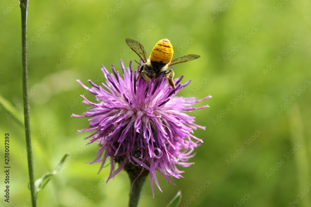 Blütenhonig: Biene sammelt Pollen Blütenhonig: Biene sammelt Pollen