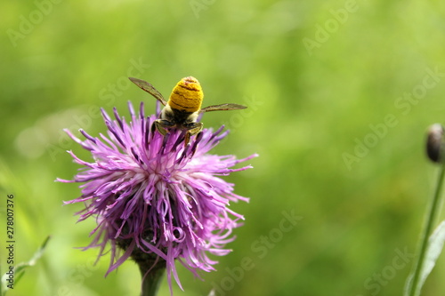 Biene sammelt Pollen für Honig © rbkelle