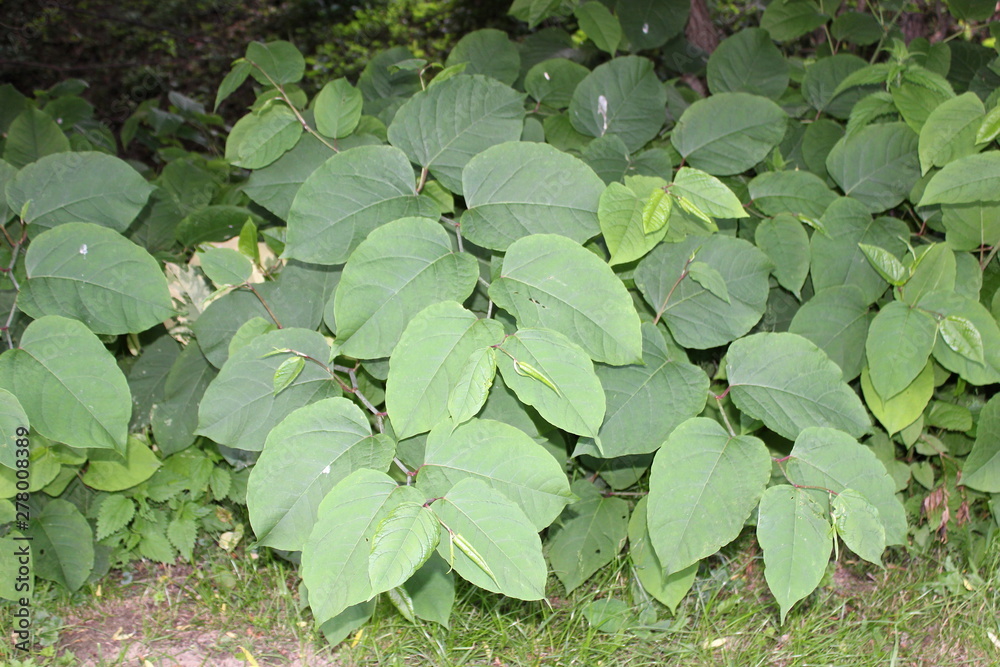 Invasive Pflanzen: Japanischer Staudenknöterich Invasive Pflanzen: Japanischer Staudenknöterich