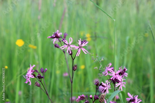 Blumenwiese: Kuckucks-Lichtnelke