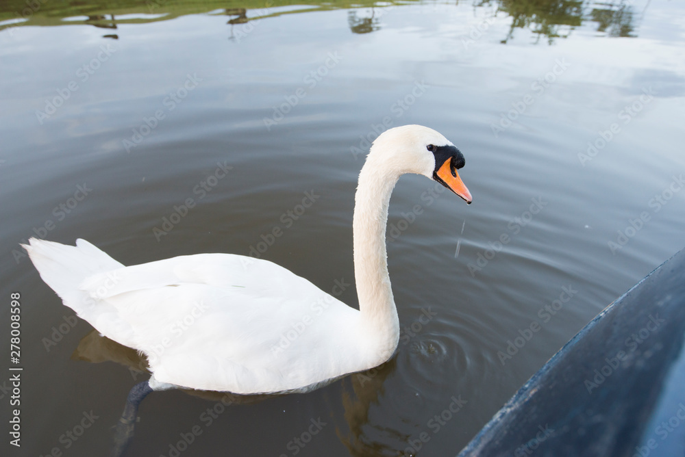 Fototapeta premium Large mute swan swimming on water