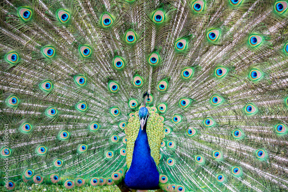 Fototapeta premium Close up of Peacock with its wings open