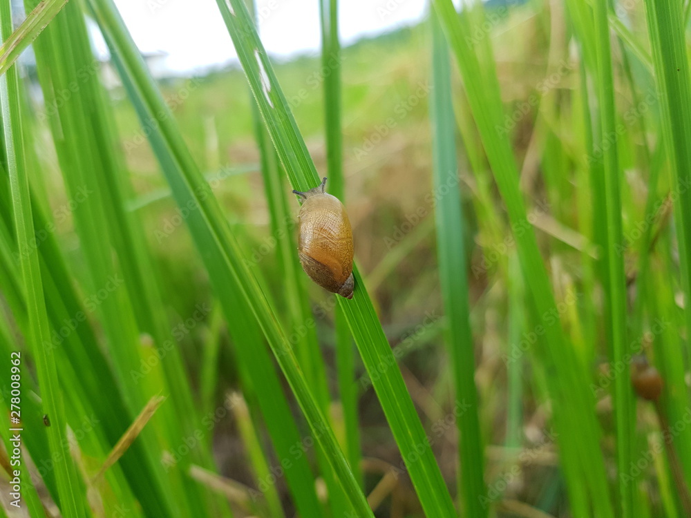 Schnecke (Schlammschnecke) auf einem Grashalm Schnecke (Schlammschnecke) auf einem Grashalm