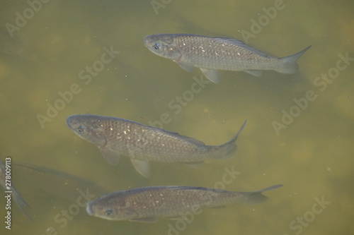 Zwei Fische (Karpfen) in einem Teich
