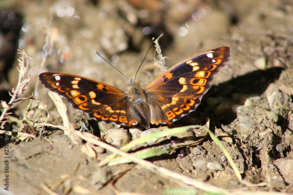Schmetterling: Großer Schillerfalter Schmetterling: Großer Schillerfalter