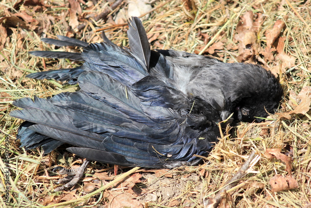 Fototapeta premium Kadaver eines Vogels