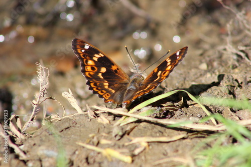 Schmetterling: Großer Schillerfalter sitzt am Boden