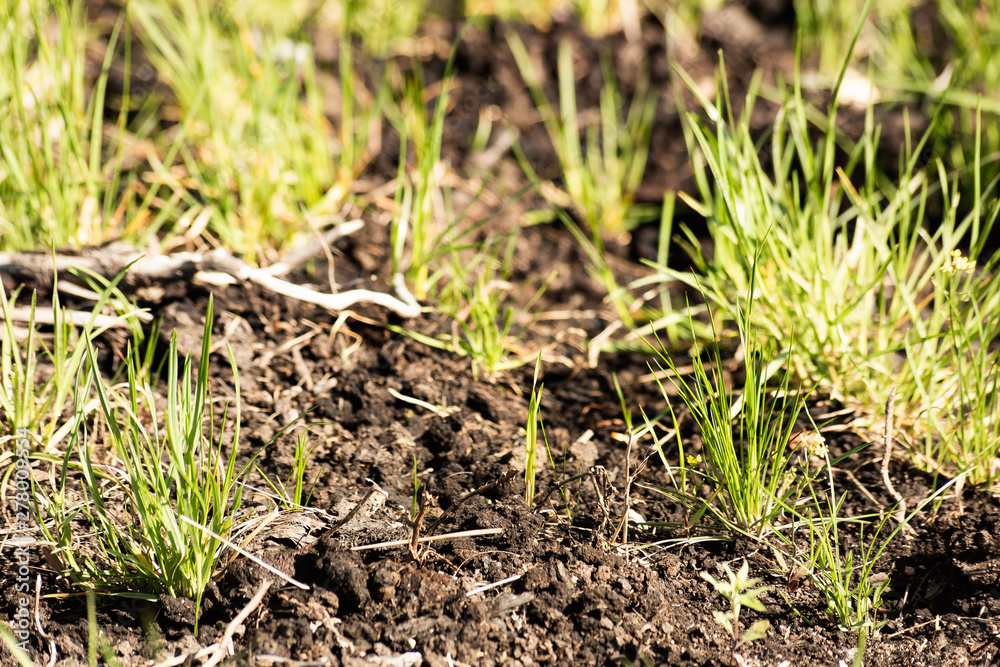 Young grass grows through the ground on a bright sunny day Young grass grows through the ground on a bright sunny day