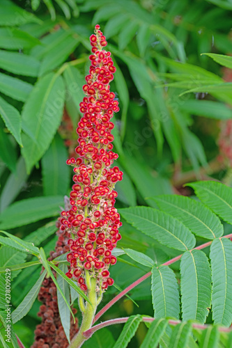 Blüte vom Essigbaum, Rhus typhina photo