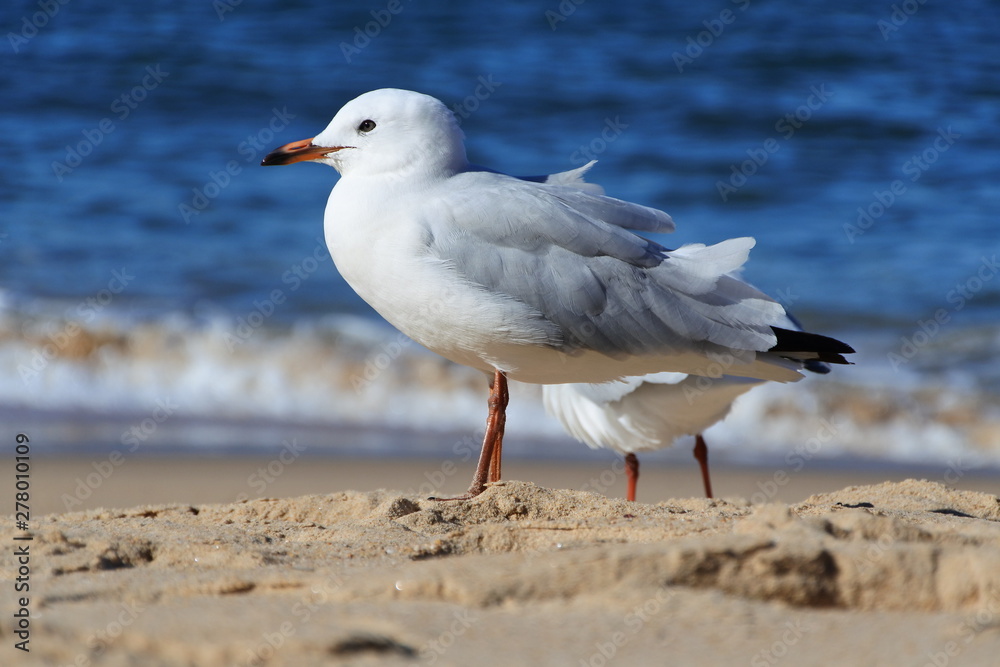 seagull on the beach seagull on the beach