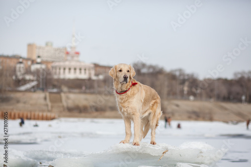 golden retriever dog in winter