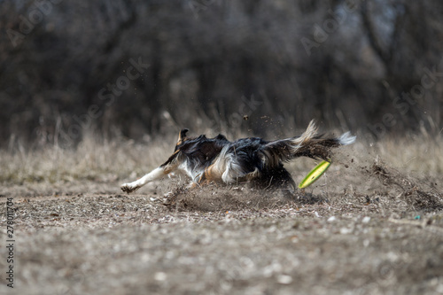 border collie dog frisbee photo