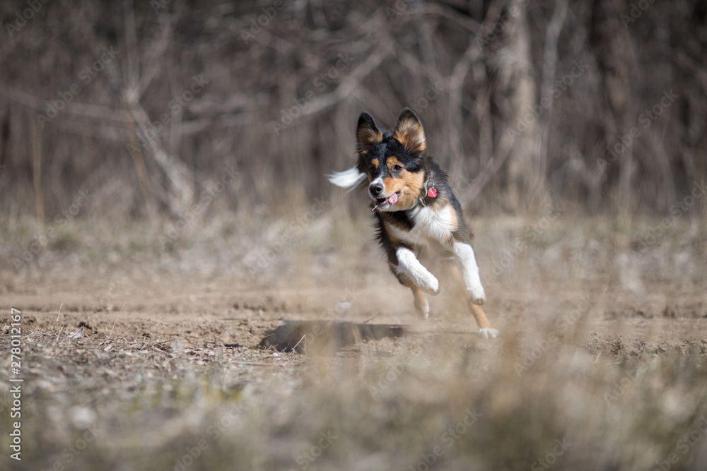 border collie dog frisbee