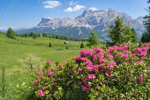 Wild flowers beautifuly blooming in mountain pasture - Dolomites Italy. Rhododendron ferrugineum - Alpenrose