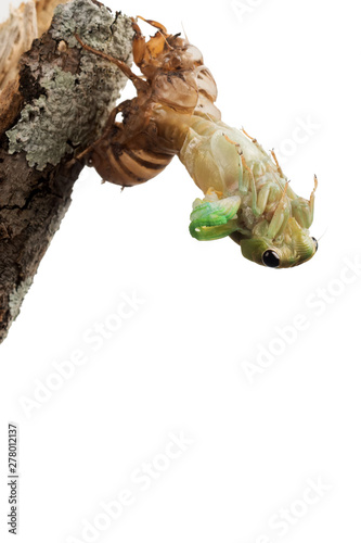 Cicada metamorphosis (lat. Cicadidae). This is the final molt of the cicada nymph as it emerges from the ground and turns into an adult insect. Isolated on white background. A series of 22 frames, 11