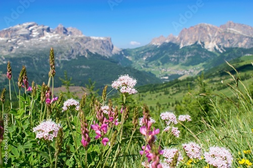 Wild flowers beautifuly blooming in mountain pasture - Dolomites Italy.