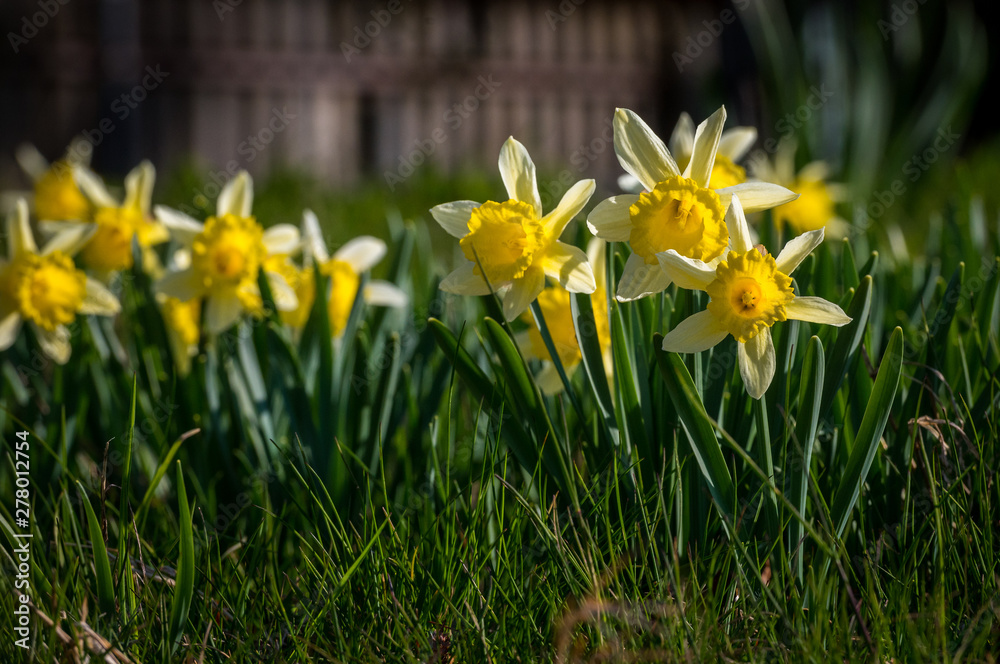 Obraz premium Osterglocken in blossom