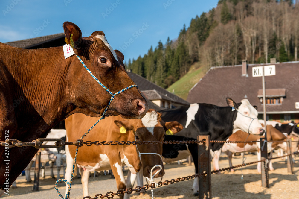 row of cows on a livestock show in Trub, Emmental row of cows on a livestock show in Trub, Emmental