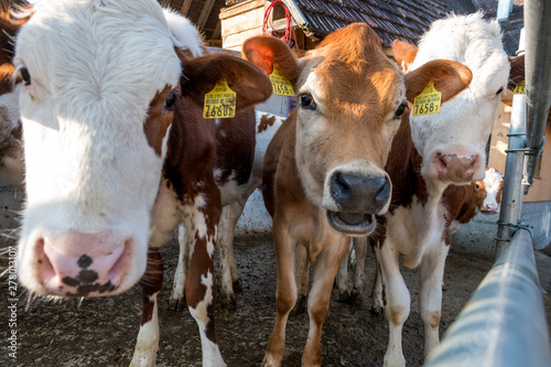 cute young swiss cows on a farm