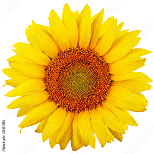 Sunflower isolated on white background. Flat lay, top view