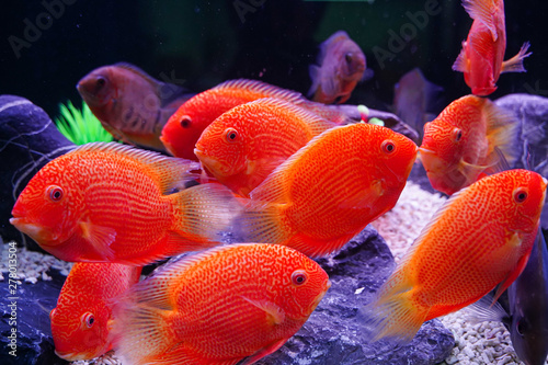 Group of Beautiful Red Spotted Severum (Heros Efasciatus) swimming in aquarium photo