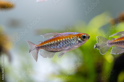 Fotografie Congo tetra (Phenacogrammus interruptus) beautiful ornamental fish from central