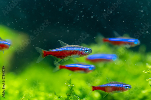 Cardinal tetra (Paracheirodon axelrodi) the most popular ornamental fish for aquatic plants tank. close up photo