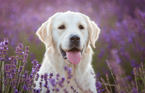 Golden retriever dog portrait in the lavender field © SasaStock
