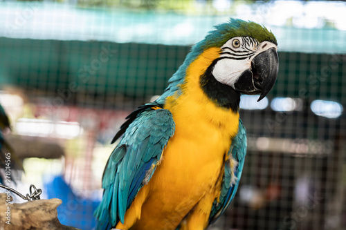 Macaw parrots that are staring. © P Stock