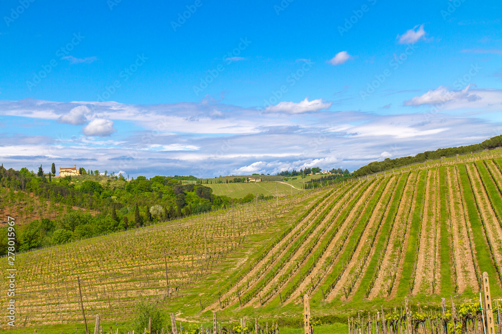 Tuscany the land of wine: rows of Italian wine vines
