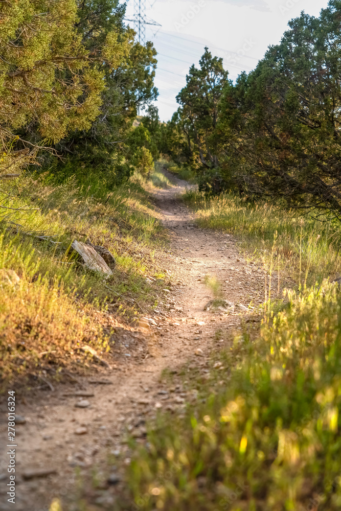 Close up of a sunlit and narrow dirt road in the forest on a sunny day Close up of a sunlit and narrow dirt road in the forest on a sunny day