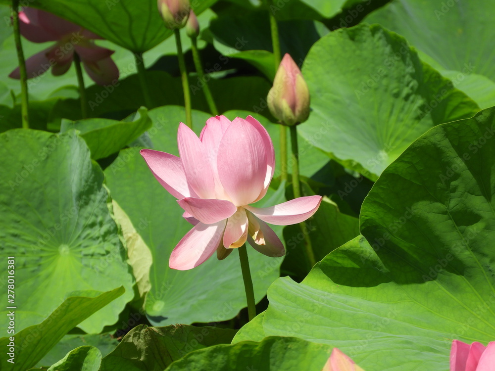 蓮の花 蓮の花