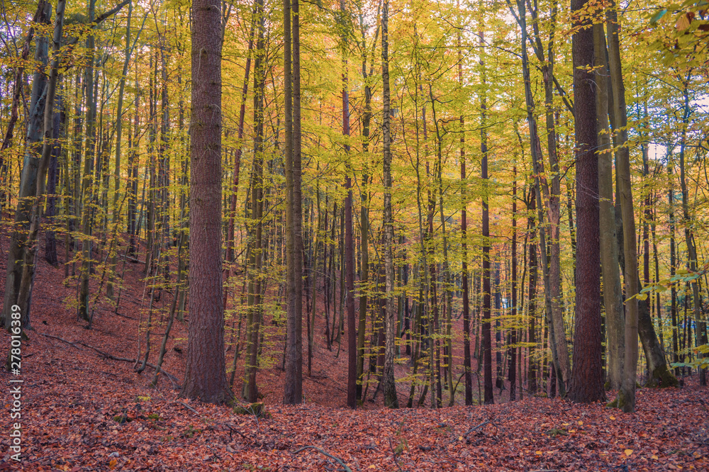 Fototapeta premium Autumn colors of the northern forest