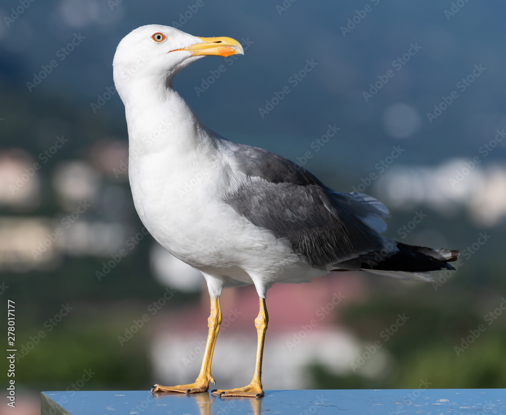 Naklejka premium Adult black and white seagull in a nature