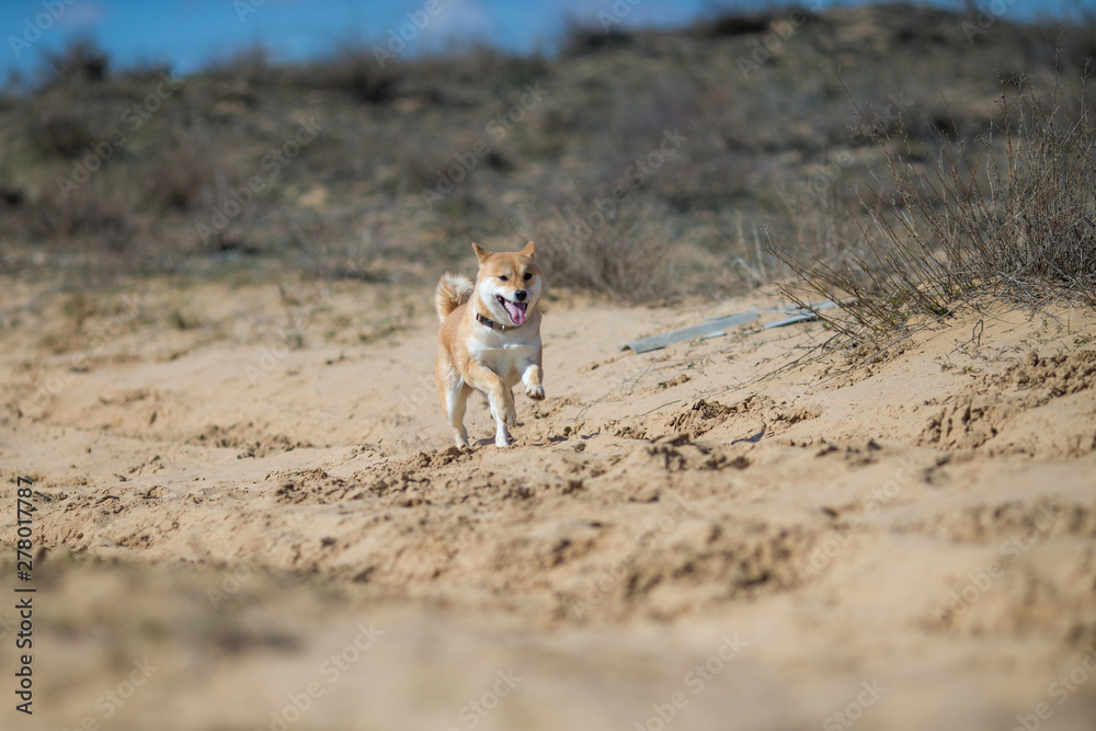Fototapeta premium golden retriever and siba inu dog play
